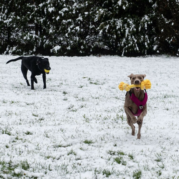 Honden speeltouw kip 48 cm