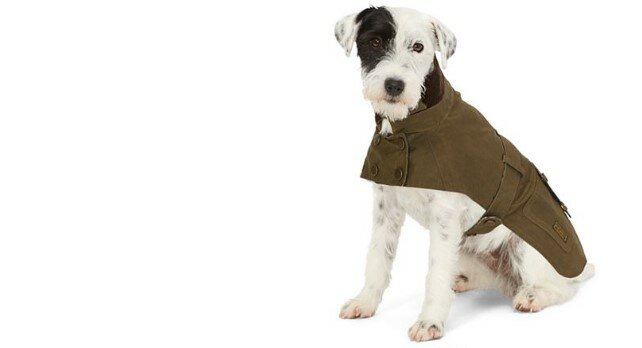 buurman Aan het leren Volwassen Hondenkleding - verenadierenartikelen